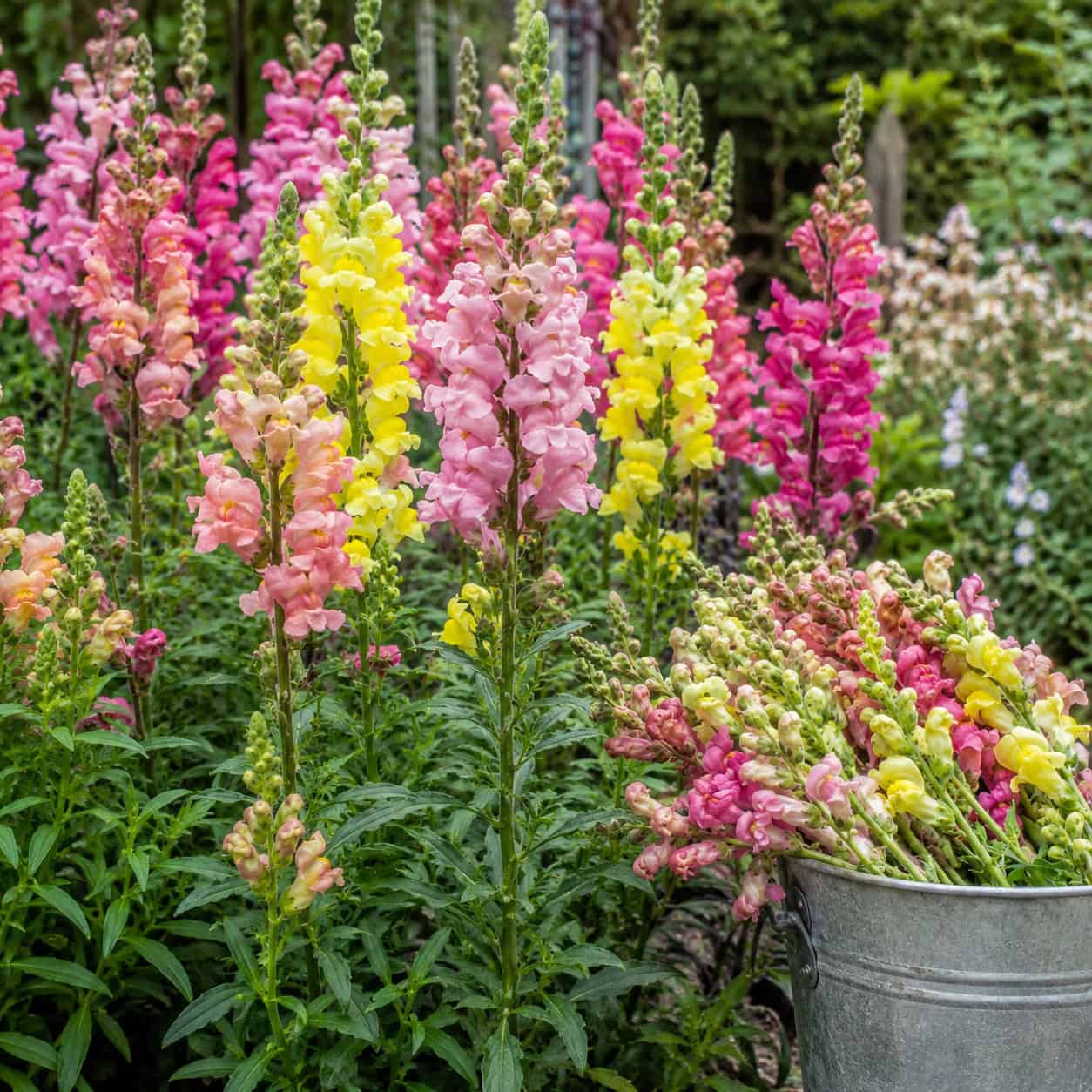 Snapdragon
