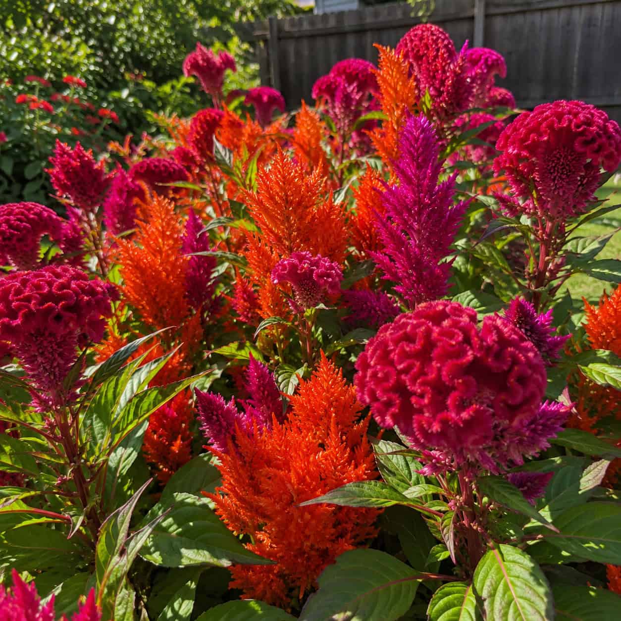 Celosia (Cockscomb)