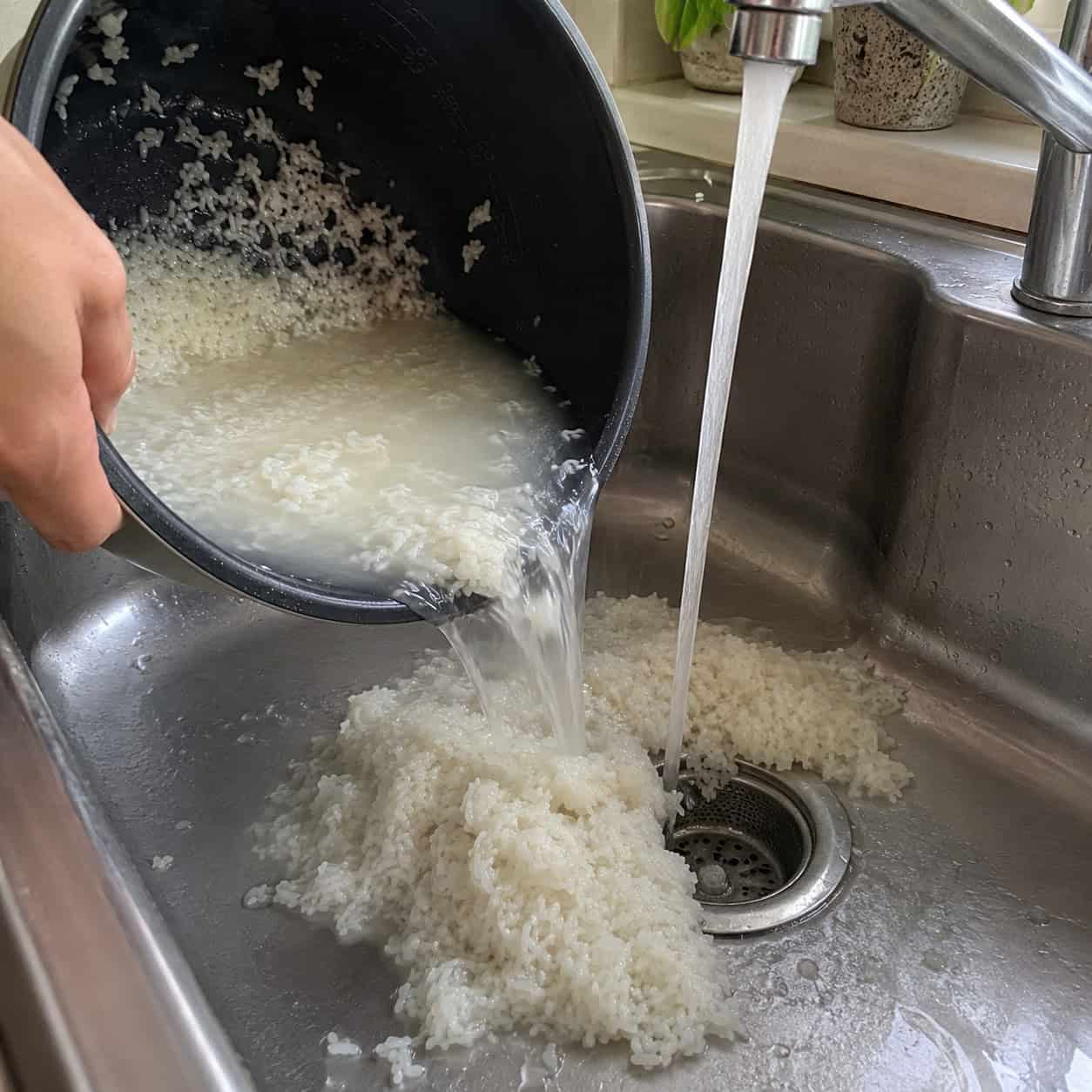 Rice