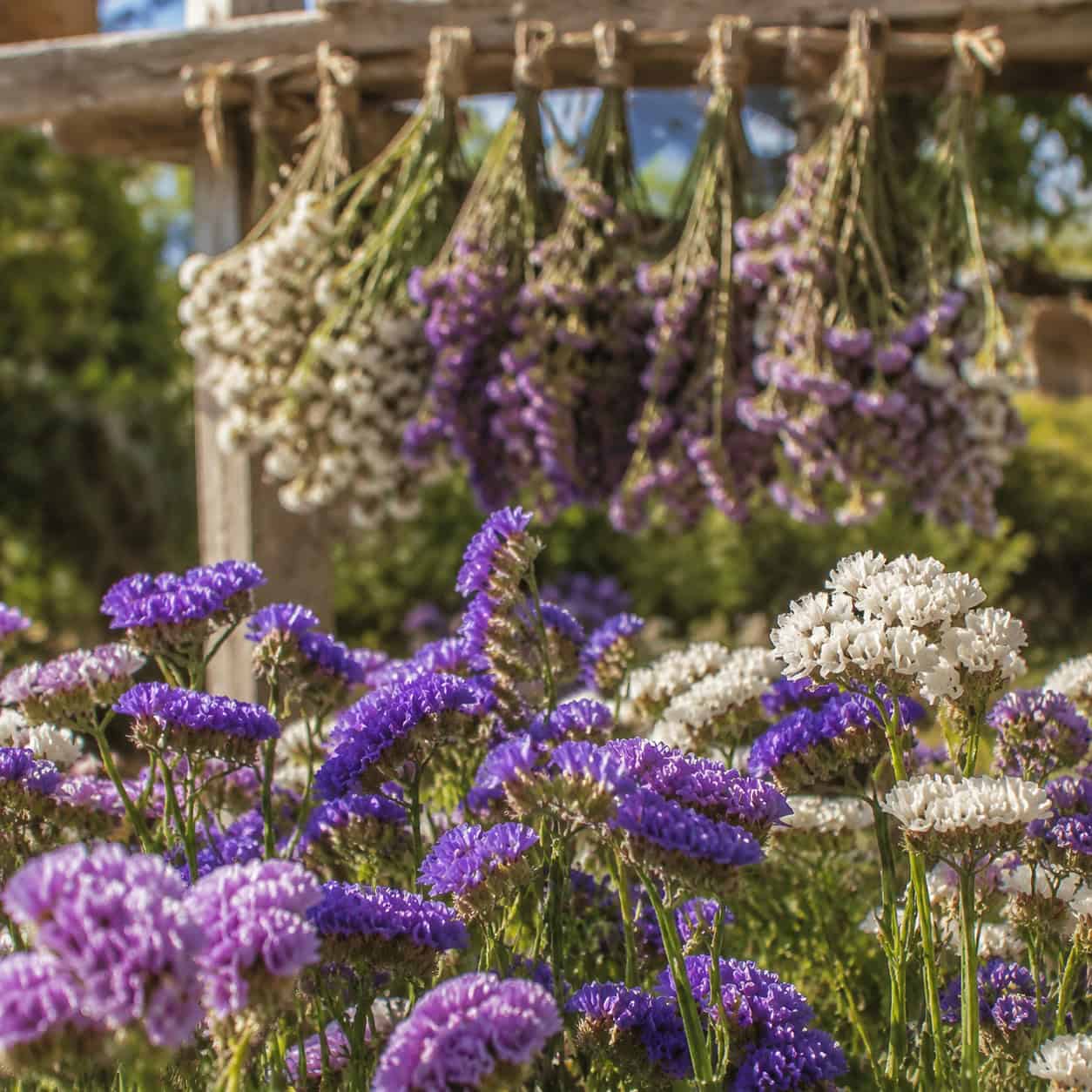 Statice (Limonium)