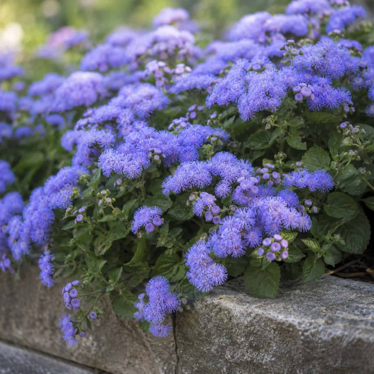 Ageratum