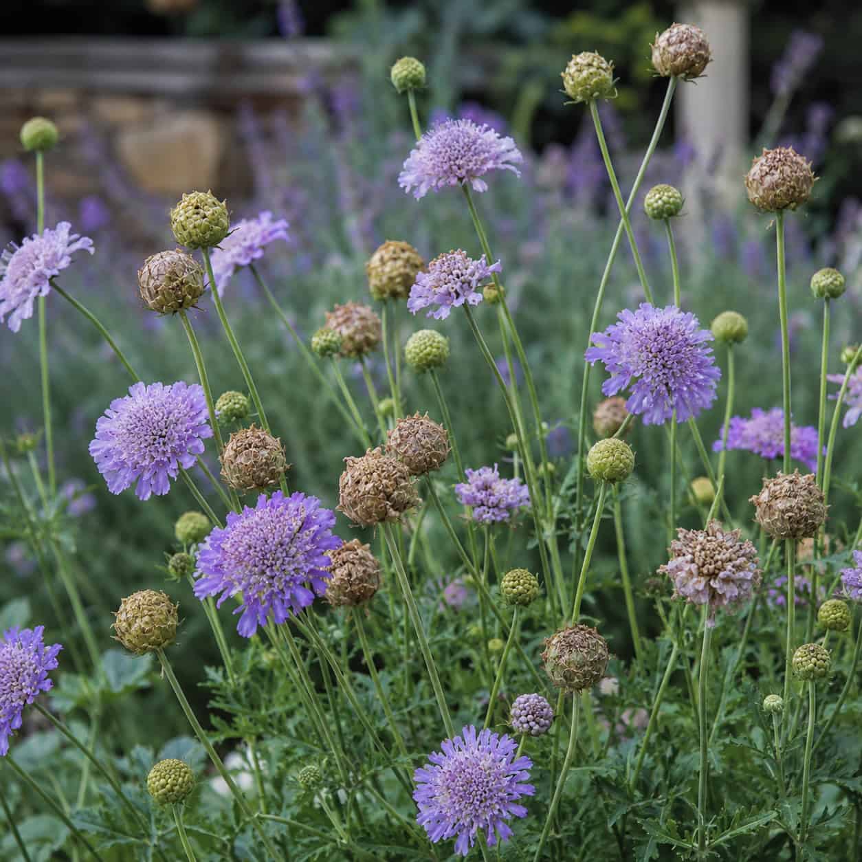 Scabiosa (Pincushion Flower)