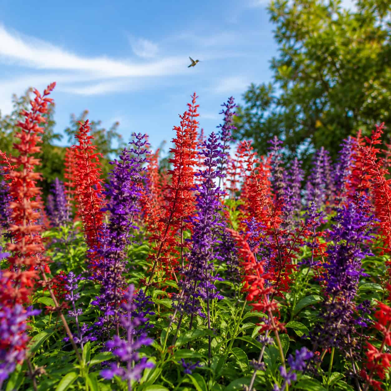Annual Salvia