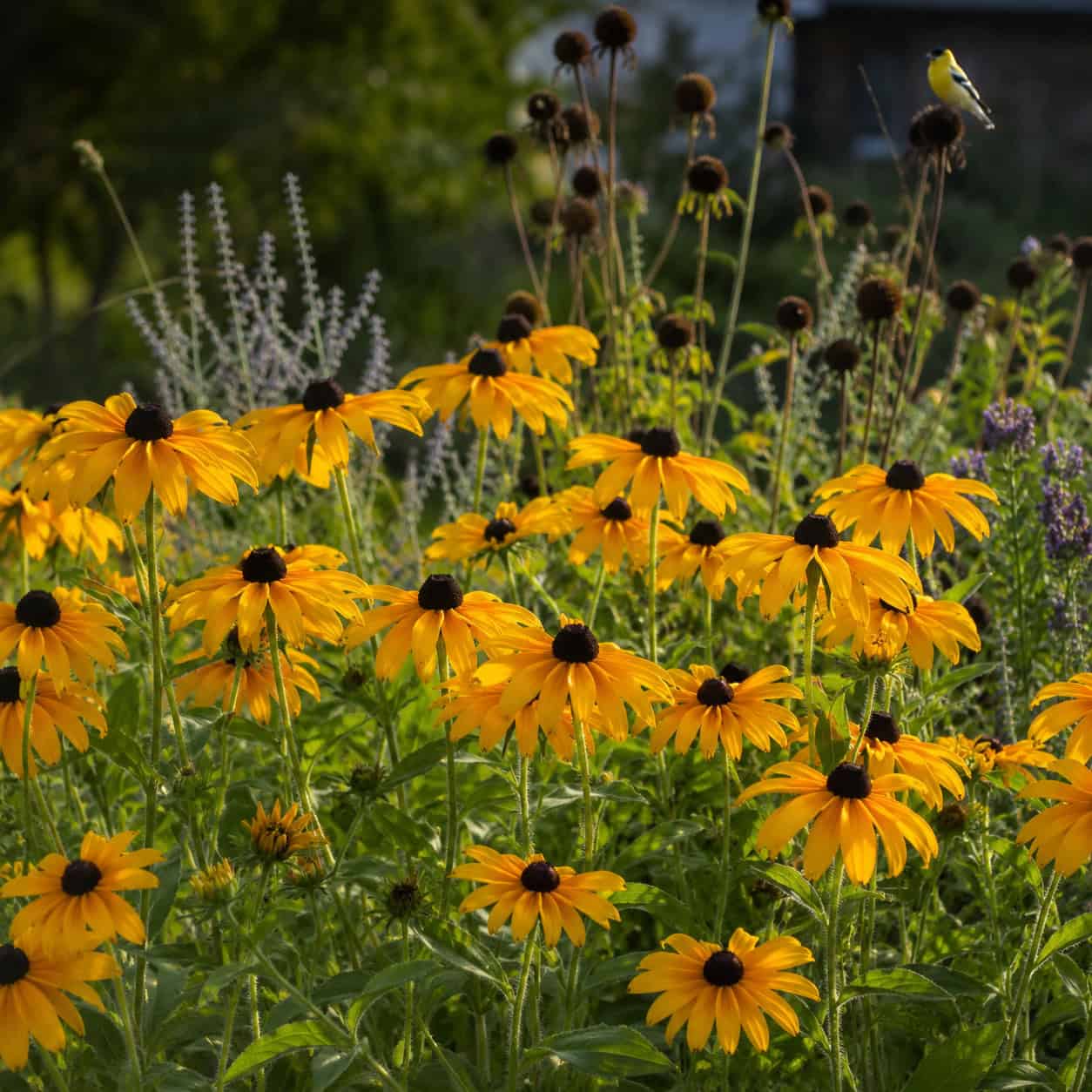 Black-Eyed Susan (Rudbeckia hirta)