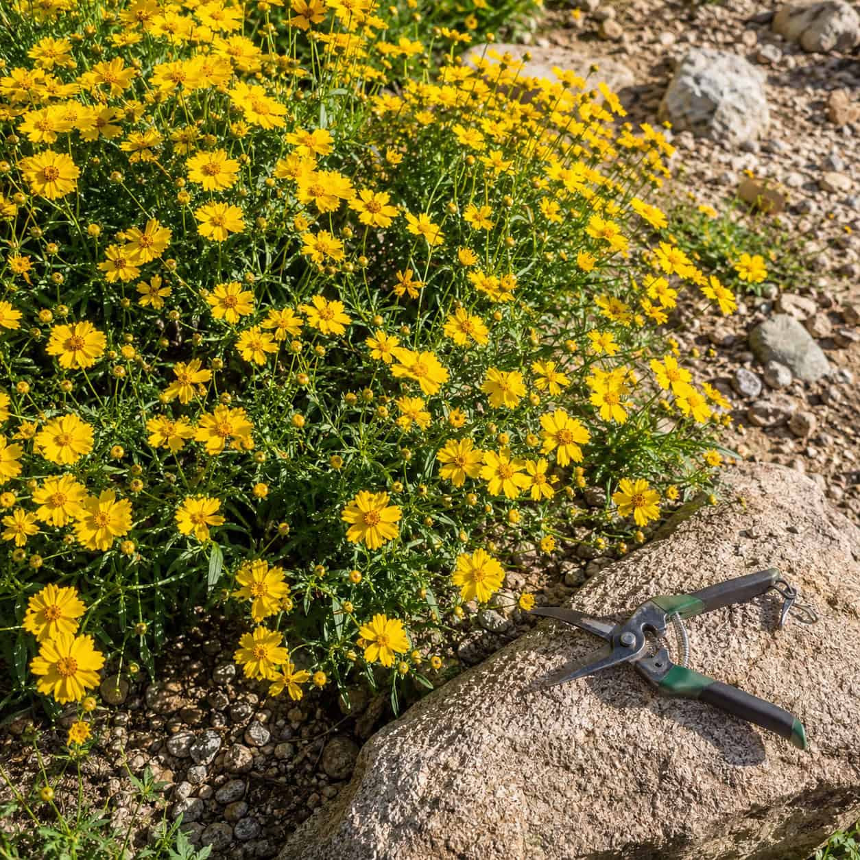 Coreopsis (Tickseed)