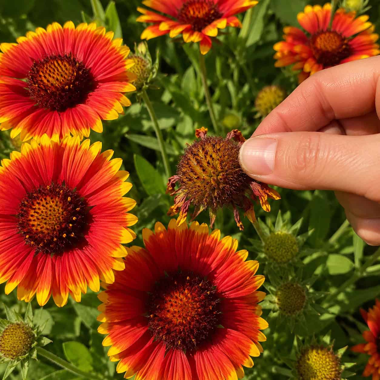 Blanket Flower (Gaillardia)