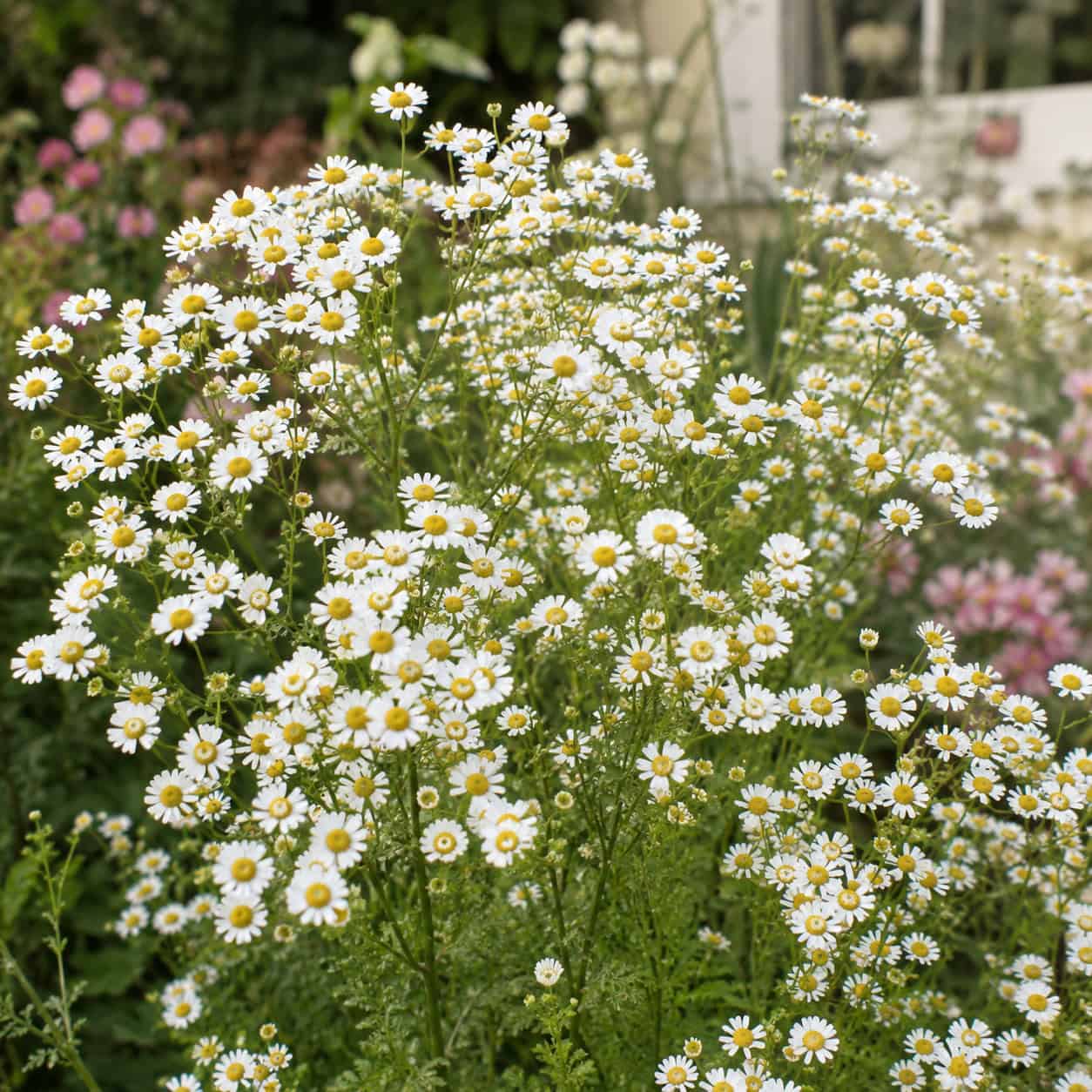 Feverfew