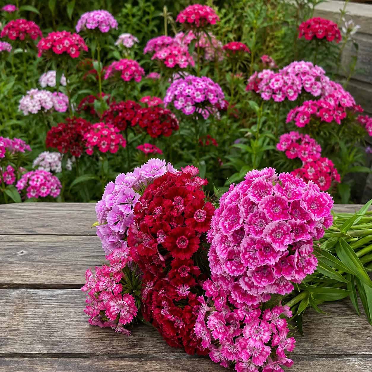 Sweet William / Dianthus
